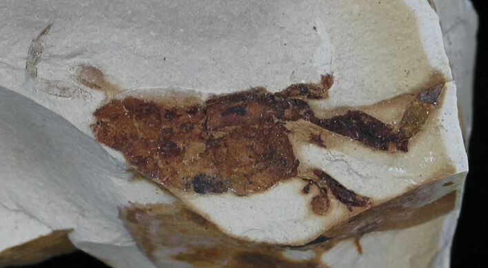 Fossil Pea Crab (Pinnixa) From California - Miocene #33083